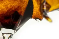 Estatuilla de cristal - toro JA/BYV/HN